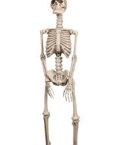 Boland Skeleton Decoration