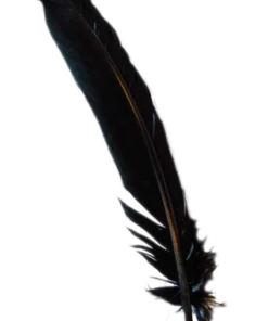 GENERIC Black Turkey Broad Feather