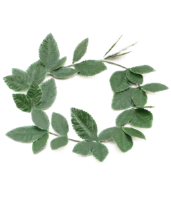 Green Roman Wreath Accessory