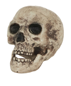 Human Skull Decoration