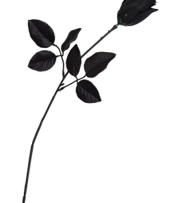 Single Black Rose